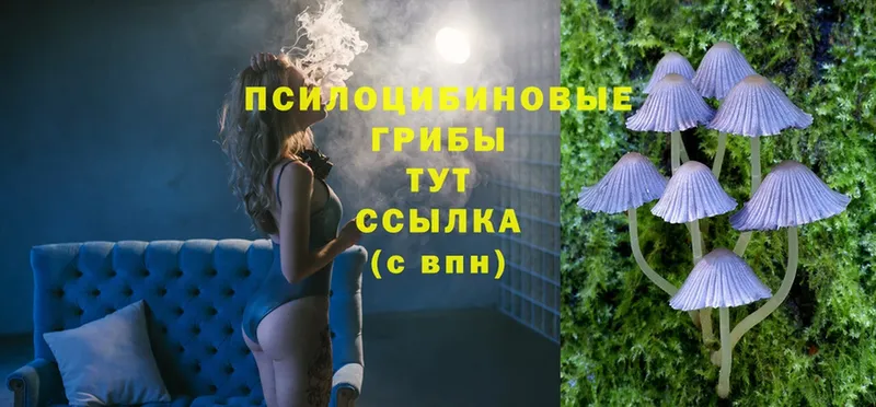 Псилоцибиновые грибы Psilocybe  купить наркотики сайты  Бабушкин 